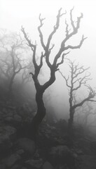 Silhouettes of bare trees stand tall in a dense fog, creating an eerie and mysterious atmosphere.
