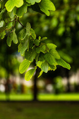 Bundles of leaves hang from above.