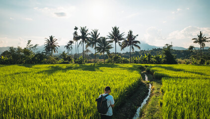 Fototapeta premium aerial view rice fields in the evening in pai thailand