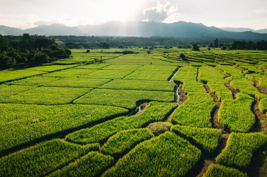 Aerial view rice fields in the evening in pai thailand