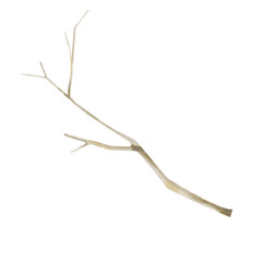 Obraz premium Tree Branch Bare Brown. Watercolor Digital Illustration for Printing and Web Use.