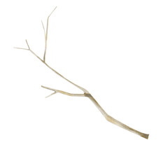 Obraz premium Tree Branch Bare Brown. Watercolor Digital Illustration for Printing and Web Use.