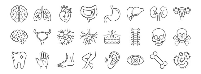 Human organs line icon set. Vector pictograms of heart, lungs, liver, stomach, intestine, kidney, bladder, anatomy thin linear illustration.