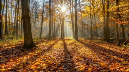 Golden Autumn Forest with Sunlight Through Trees