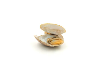 Clams on white background, natural seafood