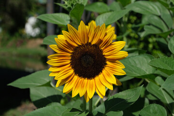 Obraz premium Sunflowers blooming in the park