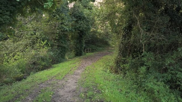 Narrow Lane Inside The Woods Near Sisalde In Arteixo, Galicia, Spain. Pullback Shot