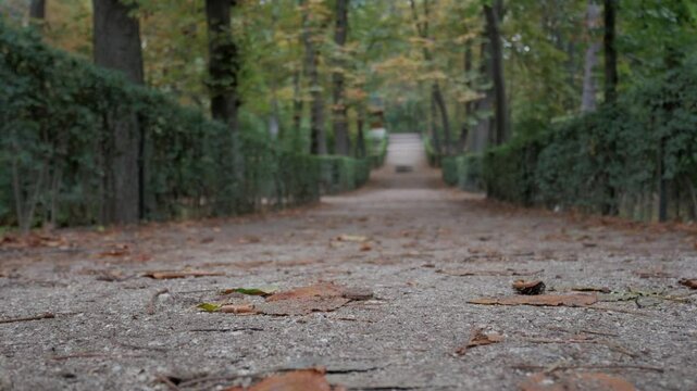 Runner in long path of shrubs at forest like park. Autumn yellow tones on foliage.