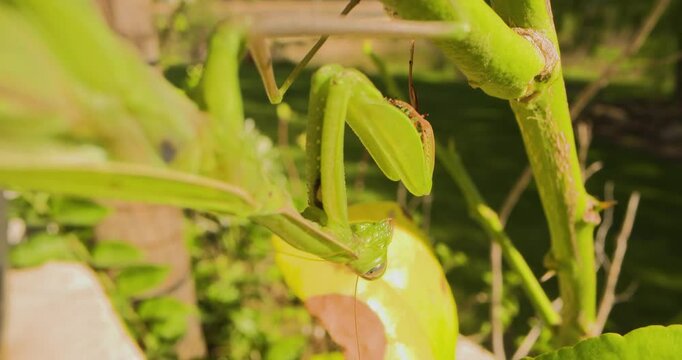 A large green praying mantis with beautifully folded grasping legs. Close up shot.