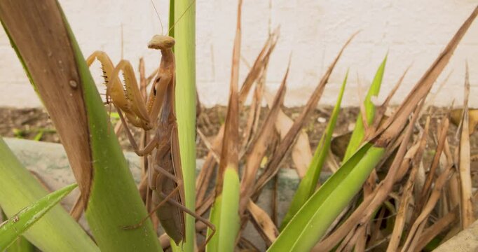 Beautiful close up of a large brown praying mantis slowly climbing up a plant.