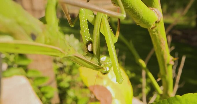 A large green praying mantis hangs from a branch, cleaning its grasping legs.