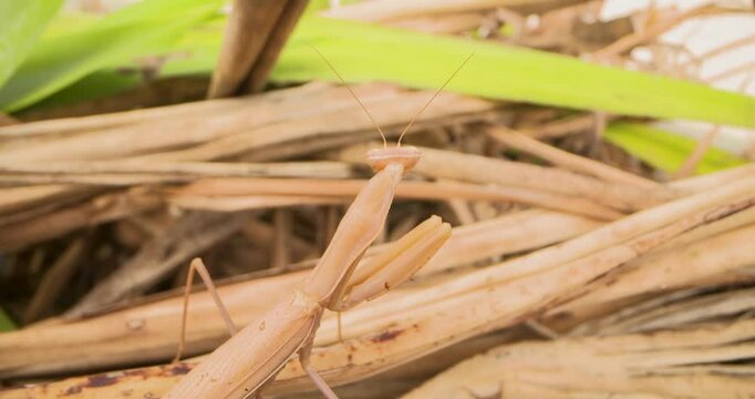 A giant brown praying mantis sits on dead leaves and looks around for prey.