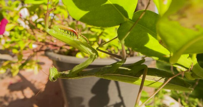 Beautiful close up of a large green praying mantis with nicely folded grasping legs.