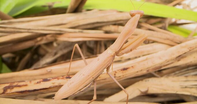 A giant brown praying mantis sits on dead leaves looking for insect prey. Close up shot.