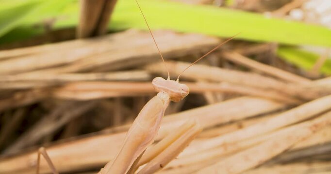 A large brown praying mantis sits quietly on the dead leaves of a plant looking for prey.