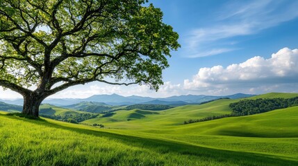 Fototapeta premium Lush green landscape with a solitary tree and rolling hills under a blue sky.