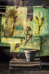 Herbal laboratory with dried herbs and flowers
