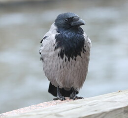 A crow is sitting on the edge of the fence
