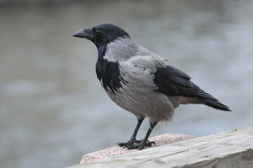A crow is sitting on the edge of the fence