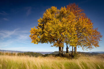 autumn landscape with trees