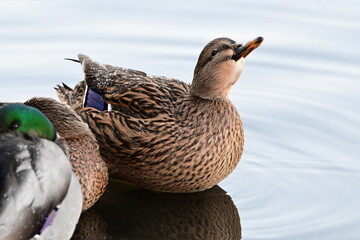 Duck Sitting and Enjoying the Sun