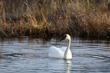 Duck by a Small Pond