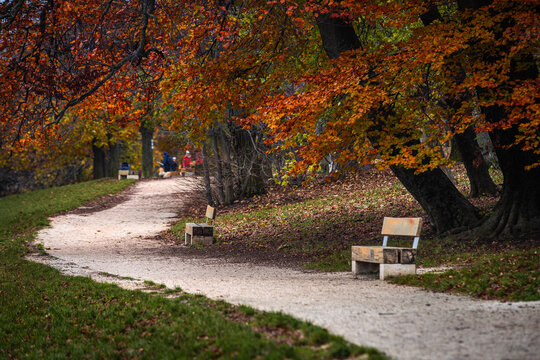 Budapest, Hungary - Colorful autumn foliage at the hilltop of Normafa with trees and benches and walking path