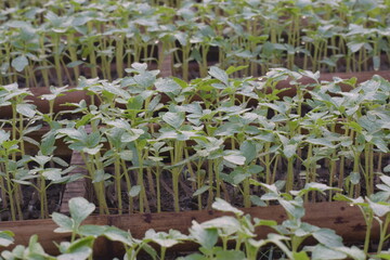 Tomato tree seedling nursery