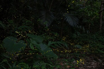 ヤエヤマヒメボタル