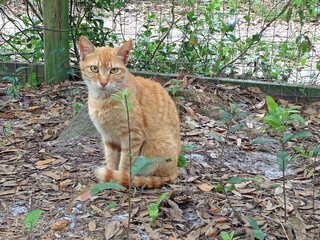A ginger feral cat sitting on the ground, a wire fence behind it, in an alley of an office building...