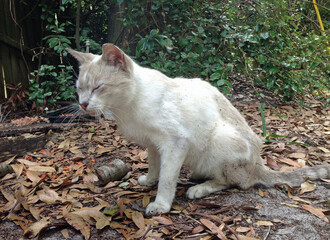 A sickly Siamese feral cat sitting on the ground, fallen leaves around it, in an alley near an office building in Central Florida. 
