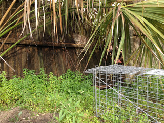 A feral cat sitting on a wooden fence under a palm tree; a live trap waiting to catch it so it can be spayed. 