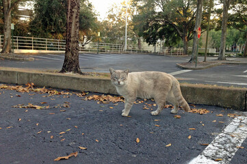 A Siamese Feral cat, standing on the pavement in a parking lot, in Central Florida 