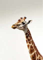 Giraffe isolated on light background. High quality photo
