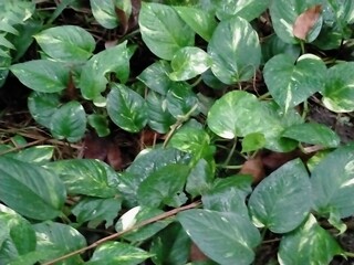 Beautiful landscape green plant natural view of bangladesh