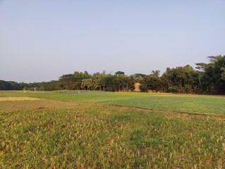 Beautiful landscape green plant with sunset photo