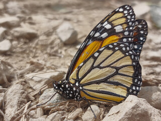 Mariposa Monarca Un Icono de la Naturaleza en Primer Plano