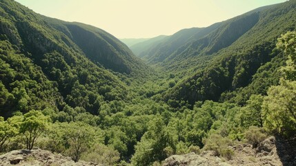 Fototapeta premium A view from a cliff overlooking a lush green valley.