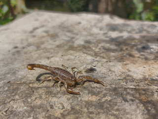 Alacrán con posado sobre a una roca con aguijón