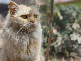 Gato Persa Elegante en un Entorno Natural: Majestuosa Belleza Felina