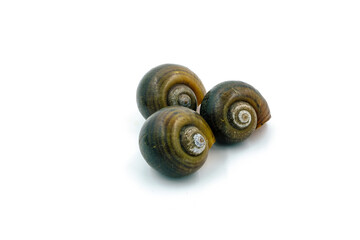 Scallops on a white background