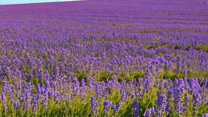 Lavender Fields in Full Bloom Stunning Landscape of Purple Flowers, Natures Tranquility and Beauty in Agriculture