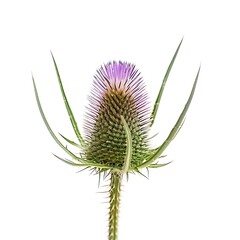 Teasel Flower isolated on white background.
