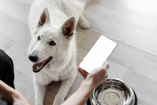 Hand with white screen phone near a hungry dog with an empty bowl. The concept of online ordering food for pets. Food delivery for domestic animals. Pet shop. Animal feed