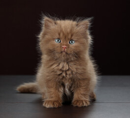 Cute little fluffy kitten on brown background