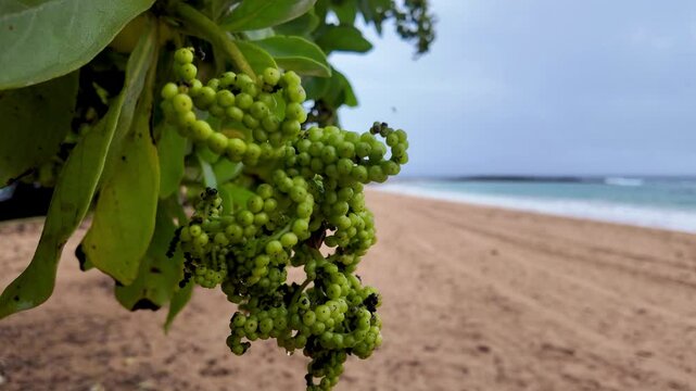 Close up of the sea grape tree leaves and fruit, Coccoloba uvifera, on coastal hawaii in kauai at Ke ala hele makalae path near Kaiakea Point in Kauai Hawaii. Beach sea grape tree