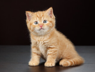 Cute little fluffy kitten on brown background