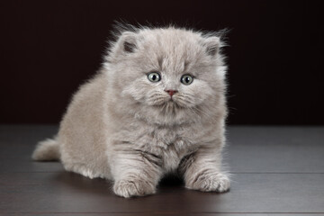 Cute little fluffy kitten on brown background