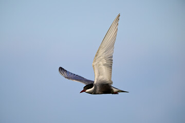 Weißbart-Seeschwalbe // Whiskered tern (Chlidonias hybrida) - Skutarisee, Motenegro