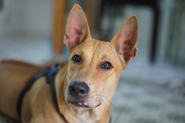 A dog sitting together in their home